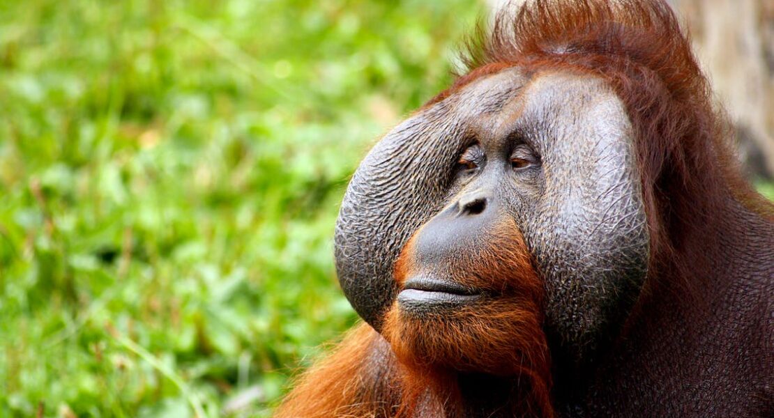 Mengenal Orangutan di Indonesia & Populasi yang Semakin Kritis | WeCare.id