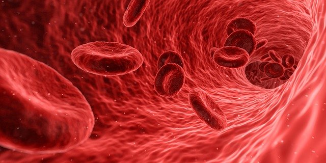 Mengenal Sistem Peredaran Darah Pada Manusia | Wecare.id