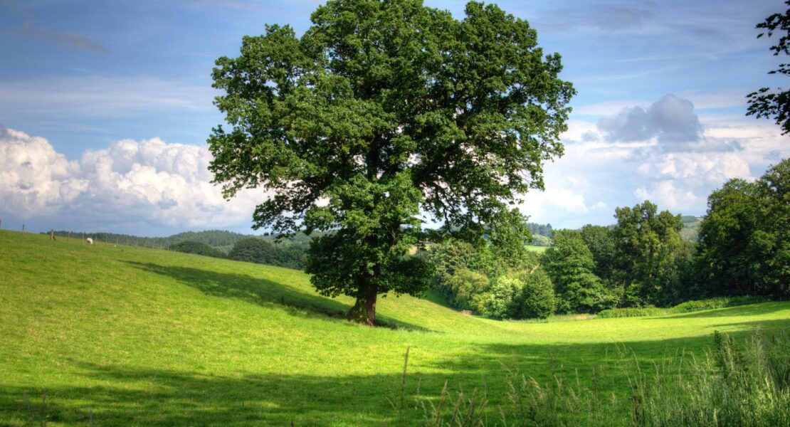 7 Manfaat Kegiatan Tanam Pohon Bagi Lingkungan | WeCare.id