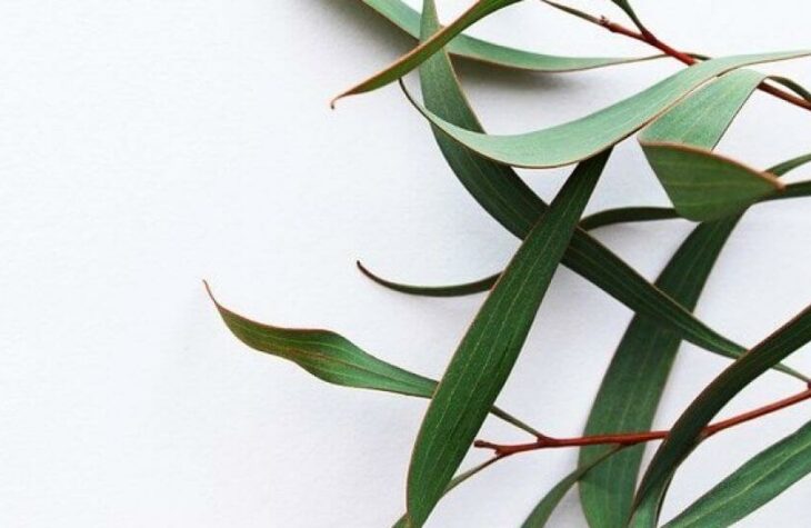 Eucalyptus Menyembuhkan COVID 19, Mitos atau Fakta? | WeCare.id