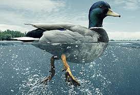 Apa Itu Duck Syndrome dan Seperti Apa Gejalanya? | WeCare.id