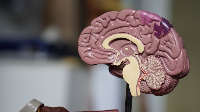 Apa Arti Mati Batang Otak yang Terjadi Pada Alvaro? | WeCare.id