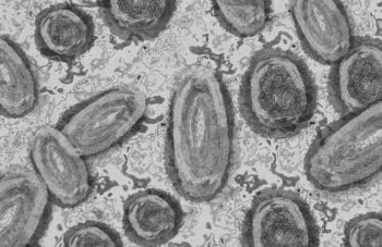 Virus Oz, Thogotovirus Baru yang Muncul di Jepang | WeCare.id