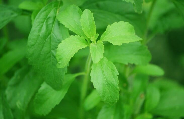 Benarkah Gula Stevia Aman Untuk Penderita Diabetes?  | WeCare.id