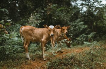Kurban 2025: Panduan Lengkap Persiapan, Biaya, dan Tips | WeCare.id