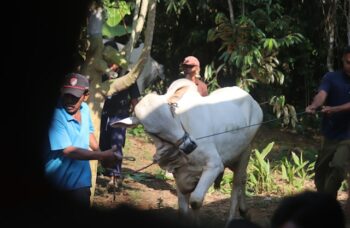 Tata Cara Pelaksanaan Kurban Lengkap Sesuai Syariat  | WeCare.id