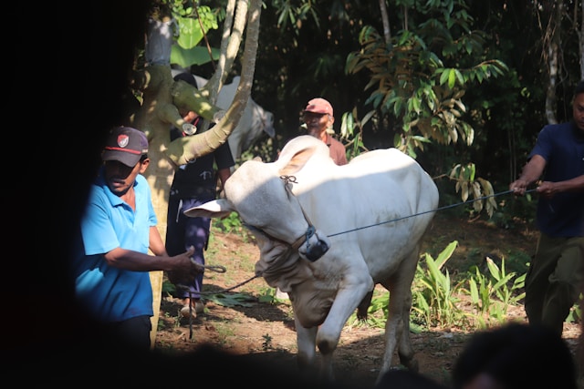 Tata Cara Pelaksanaan Kurban Lengkap Sesuai Syariat 